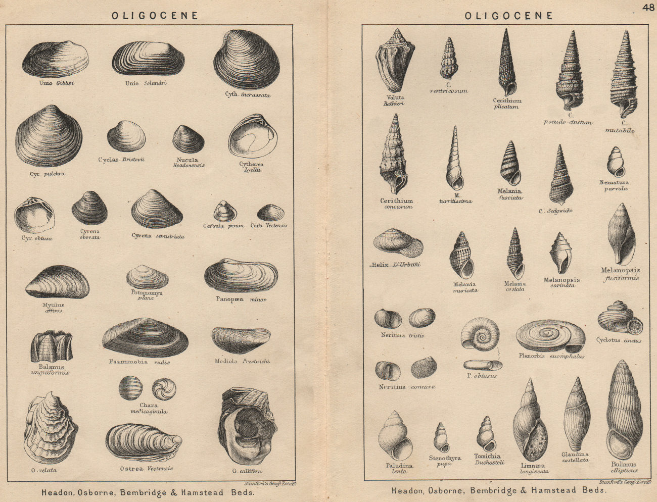 BRITISH FOSSILS. Oligocene. STANFORD 1913 old antique vintage print picture